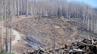 Salvage logging after the 2009 wildfires in Victoria.