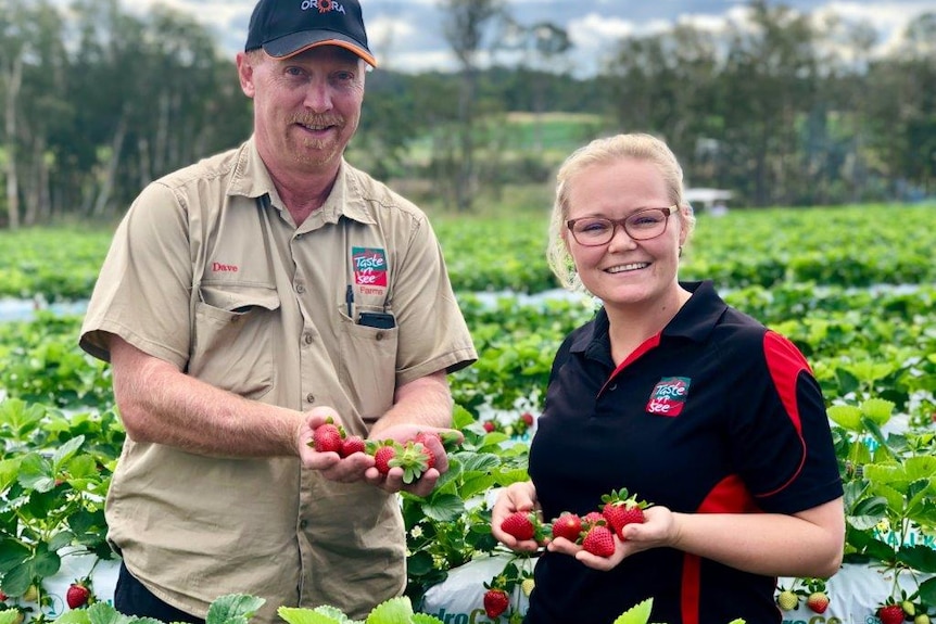 David Fairweather and Laura Wells from Taste 'N' See holding strawberries in their hands in a strawberry field.