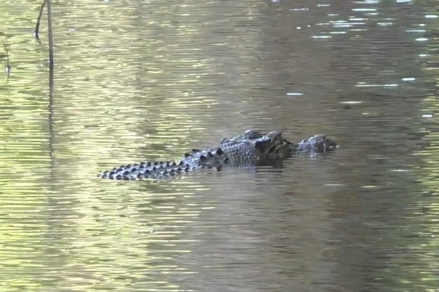 A crocodile swims underwater 