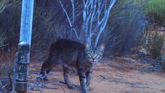Feral cat captured on a remote camera at Charles Darwin Reserve, Western Australia