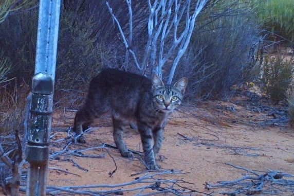 Feral cat captured on a remote camera at Charles Darwin Reserve, Western Australia