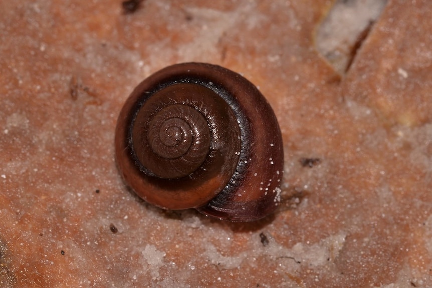 Close up of a snail with a black and brown shell