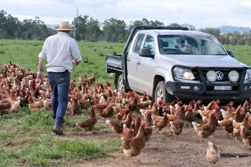 Free ranging chickens