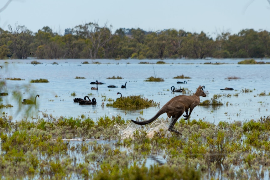A kangaroo hopping across the water with swans in the background, submerged greenery.