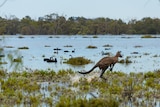 A kangaroo hopping across the water with swans in the background.