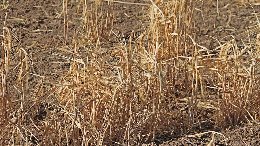 Drought-affected barley crop
