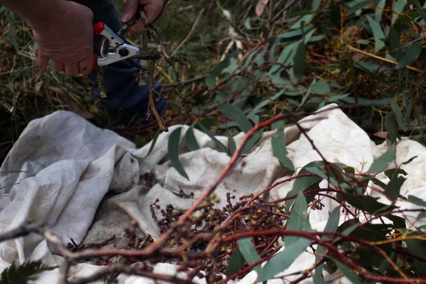 A close up of a man's hand cutting seed capsules onto a white mat.