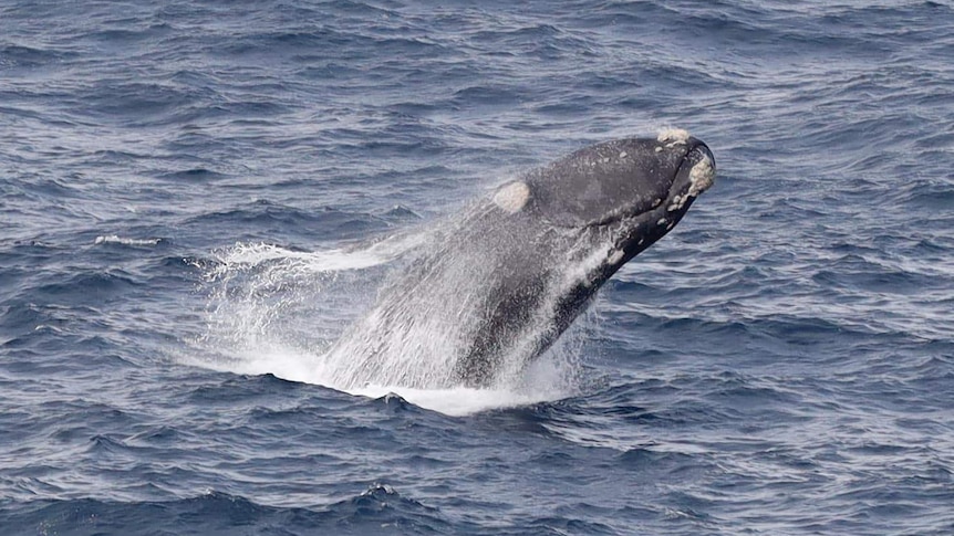 A southern right whale breaching out of the water.