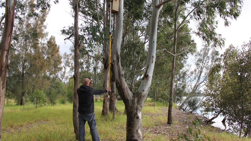 Ecologist Peter Goonan with extended camera stick monitoring nesting boxes on Wallamba island.