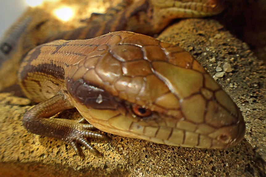 The lizards have resided at the Belconnen Police Station for more than 30 years.