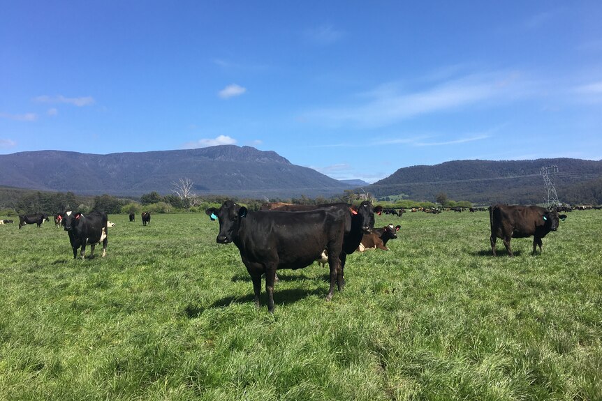black cattle stand in a paddock of lush green grass