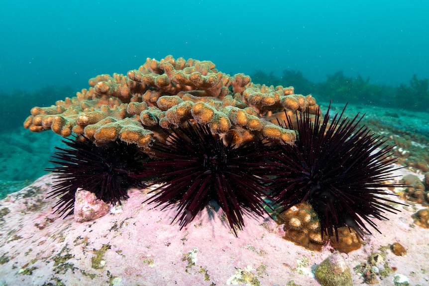 A plate coral in waters off Sydney provides shelter to a barren of hungry sea urchins