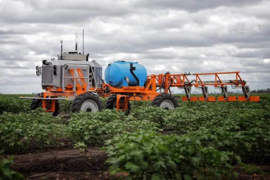A grey and orange machine moves through a field of cotton plants.