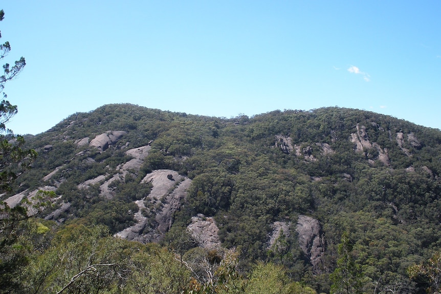 Rocks poking out of vegetation