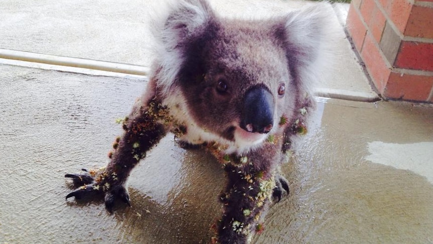 A koala on a concrete porch with prickly burrs all over its body