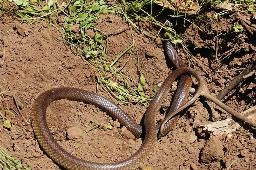 Brown snake on the ground heading for shelter