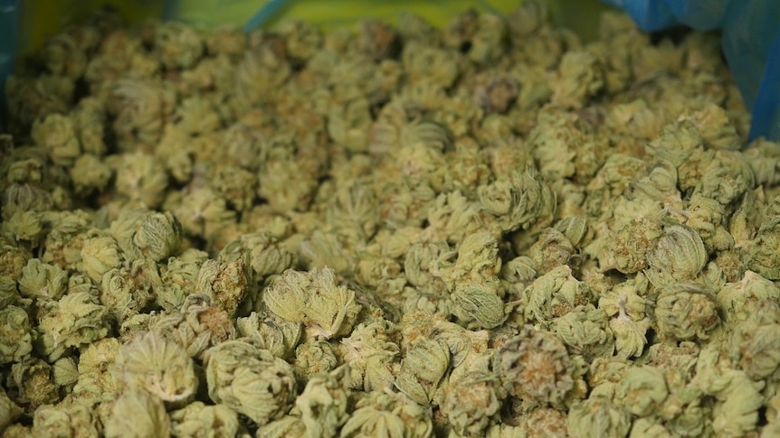 Dried cannabis flowers