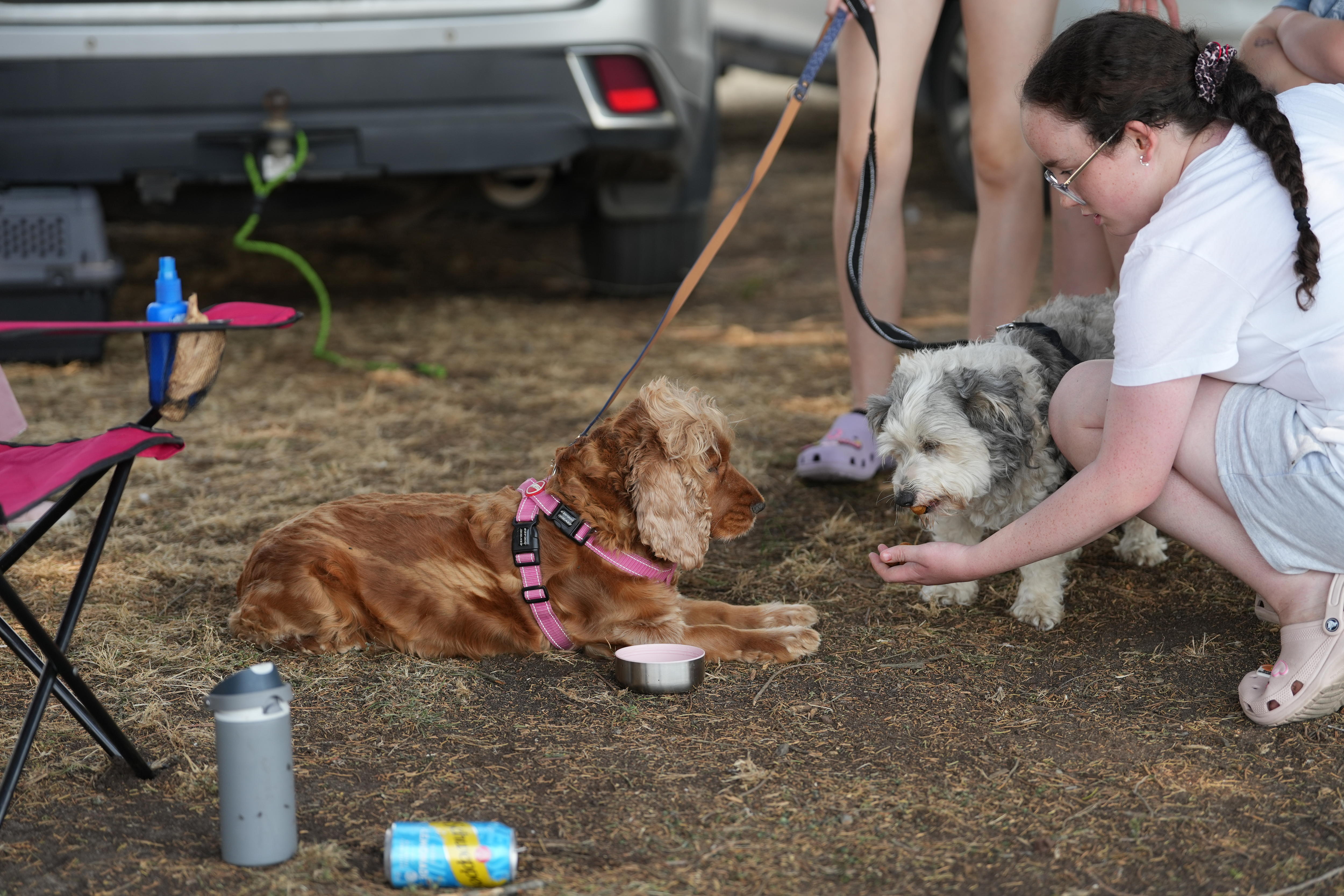 A dog on a lead is fed by a young girl.