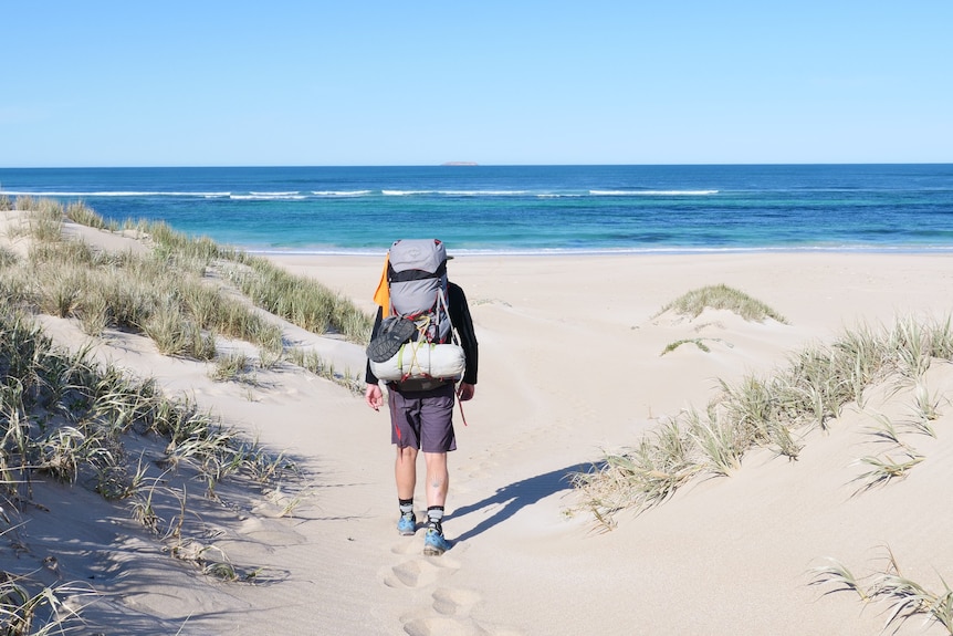 Man with backpack walking down to beach through sandhills with vegetation on left