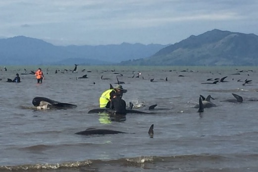 Stranded whales in New Zealand.