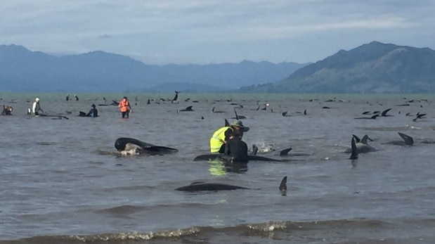 Stranded whales in New Zealand.