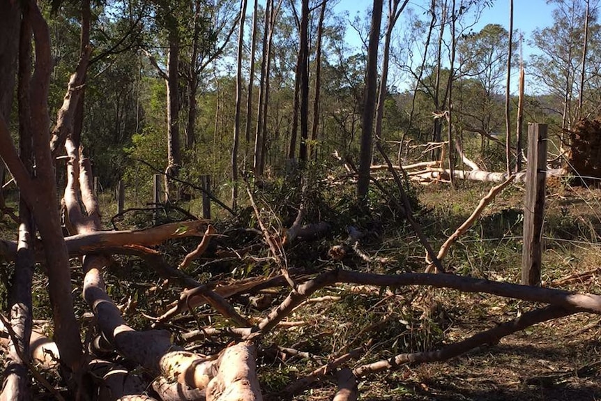 Winds up to 80 kilometres an hour were felt in pockets on south-east Queensland, with trees brought down at Samsonvale.