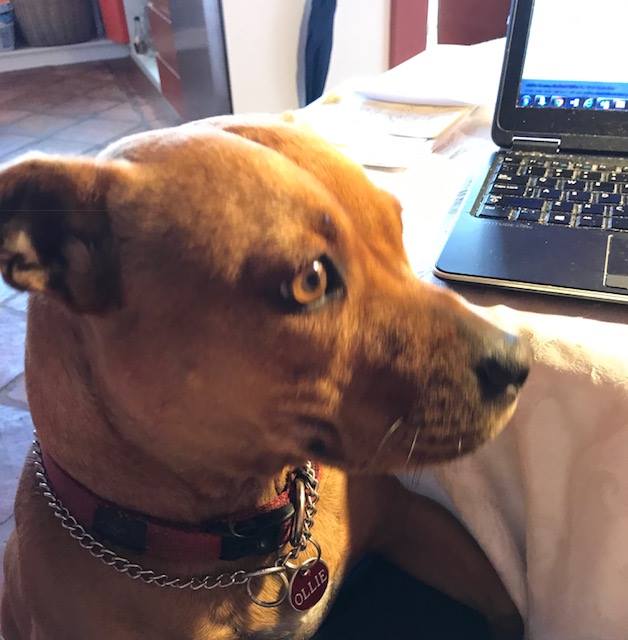 very-good-girl-on-the-board-of-seven-very-bad-medical-journals-abc-listen