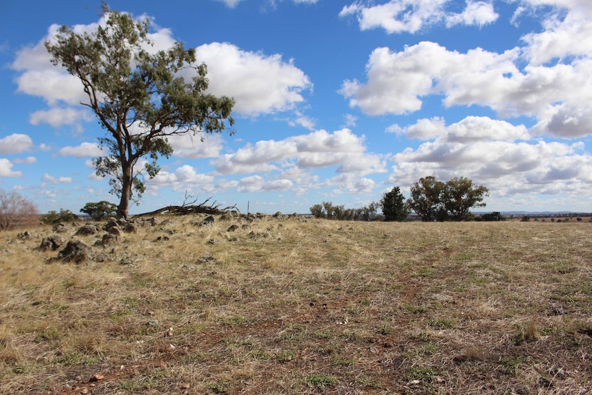 A  rocky outcrop on George and Janice Brabin's mixed farm in the Junee Reefs district.