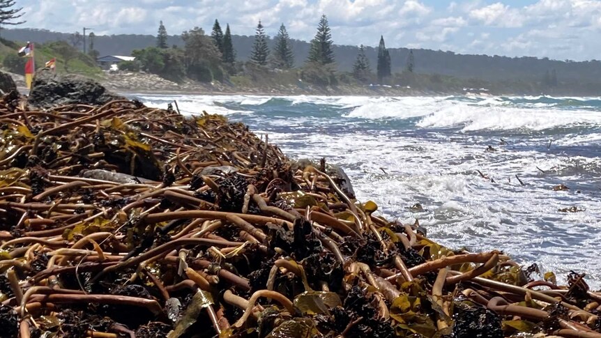Kelp up to 1.8 metres in height piles up on the lagoon and main beach of Brooms Head.
