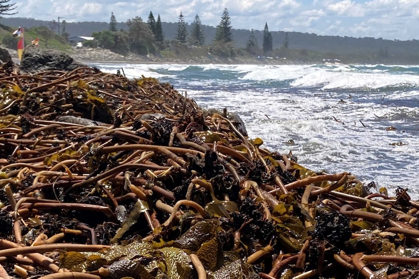 Kelp up to 1.8 metres in height piles up on the lagoon and main beach of Brooms Head.