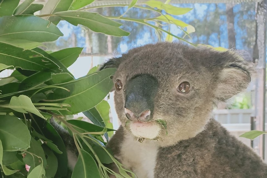 Koala in tree with leaves in mouth.