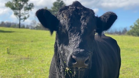 black cow drooling