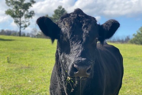 black cow drooling