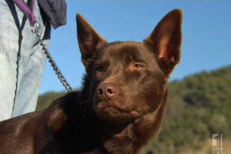 This kelpie was the first dog to contract hendra virus.