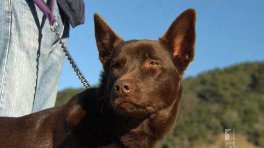 Kelpie that is undergoing tests after contracting hendra virus.