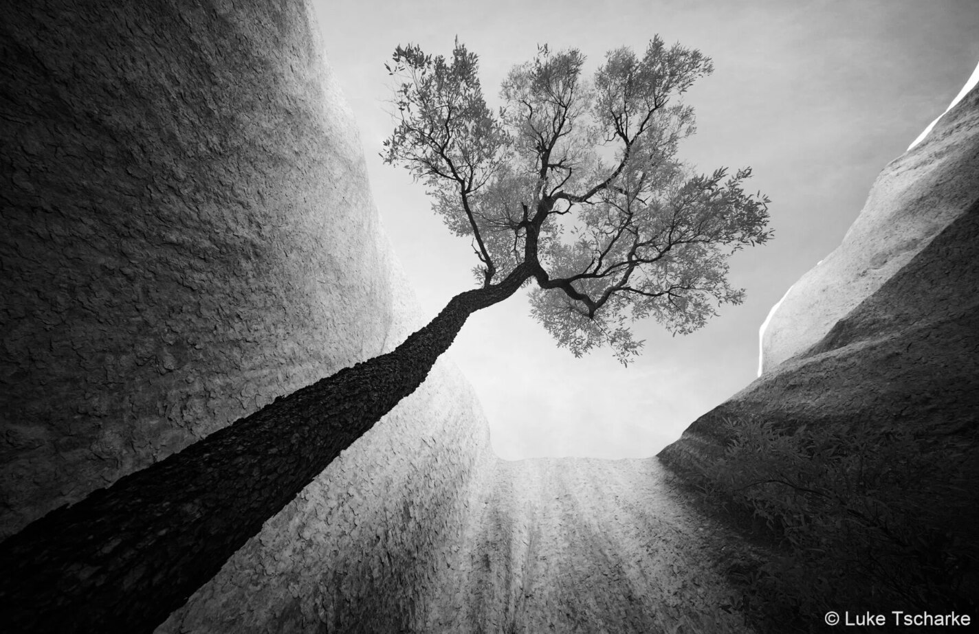 black and white photo of a tree 