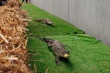 A crocodile walking over a finish line on astroturf