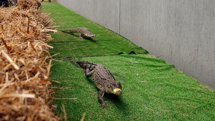 A crocodile walking over a finish line on astroturf