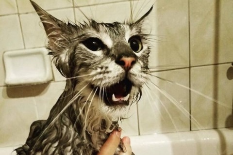 Large cat with wet fur yowls at being washed.