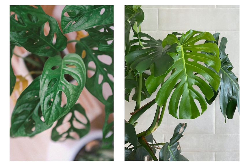 A photo of the Monstera adansonii's leaves, compared to the Monstera deliciosa's.