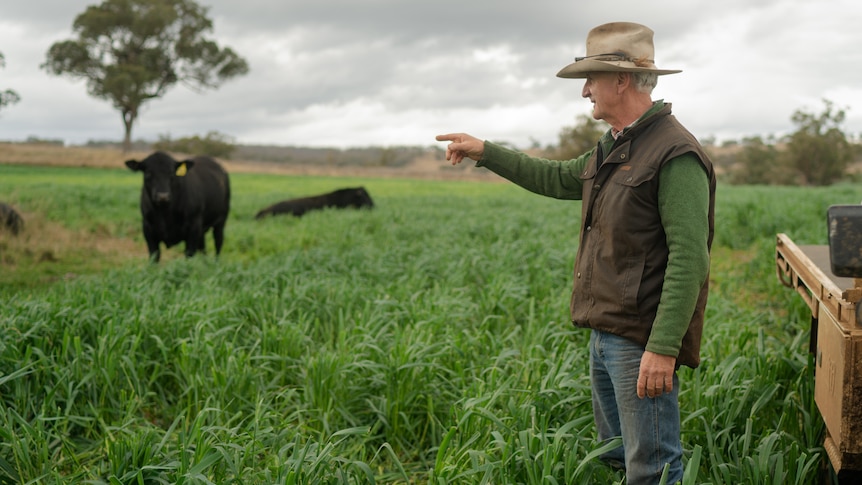 A man standing in a field of oats pointing at a bull