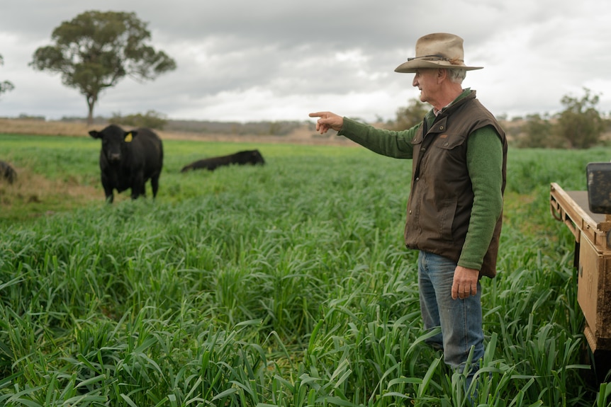 A man standing in a field of oats pointing at a bull