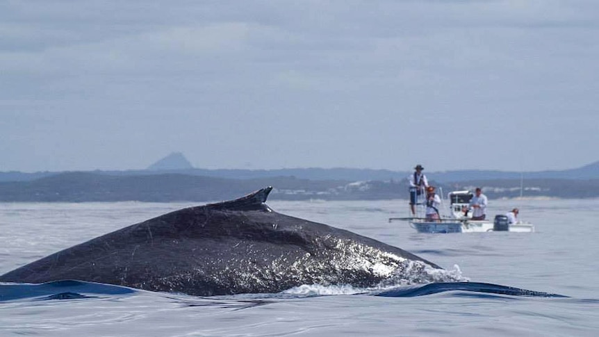 Researchers have been following humpback whales in Moreton Bay collecting samples from their blow holes.