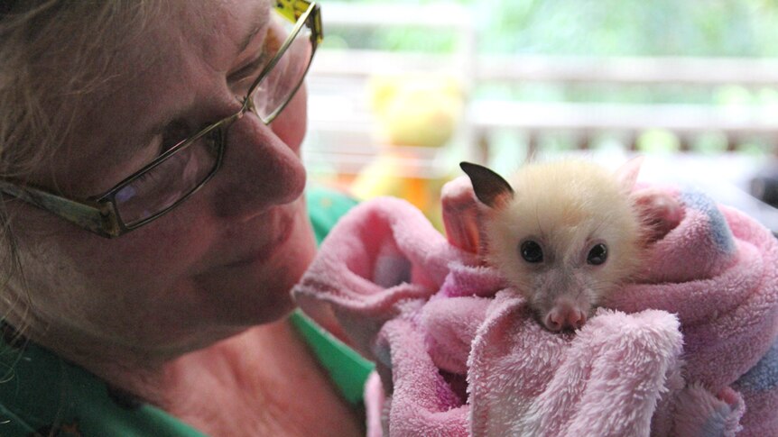 Australian Bat Clinic director Trish Wimberley with the rare white flying fox