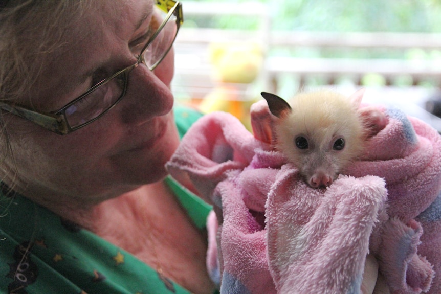 Australian Bat Clinic director Trish Wimberley with the rare white flying fox