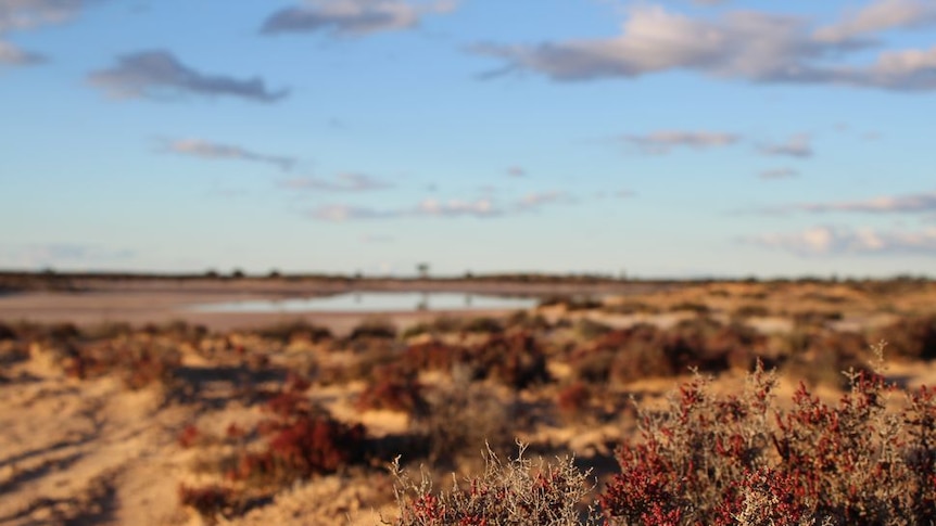 Scrubland at Lake Gilles Conservation Park with water visible in the background.