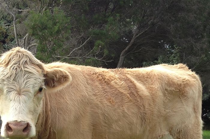 Close up photo of a Simmental Charolais cross cow.
