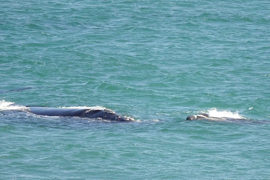 A whale appears above the water