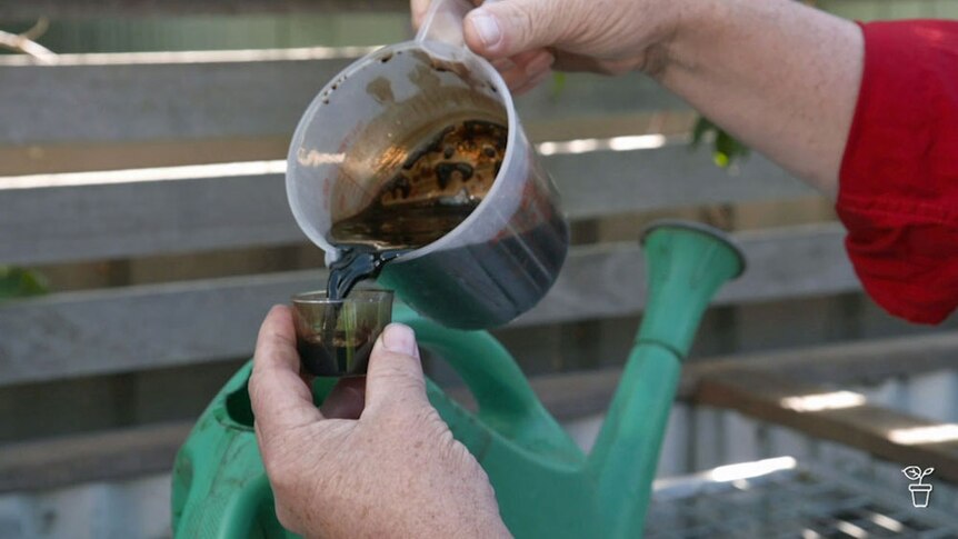 Fertiliser concentrate being measaured to pour into a watering can.