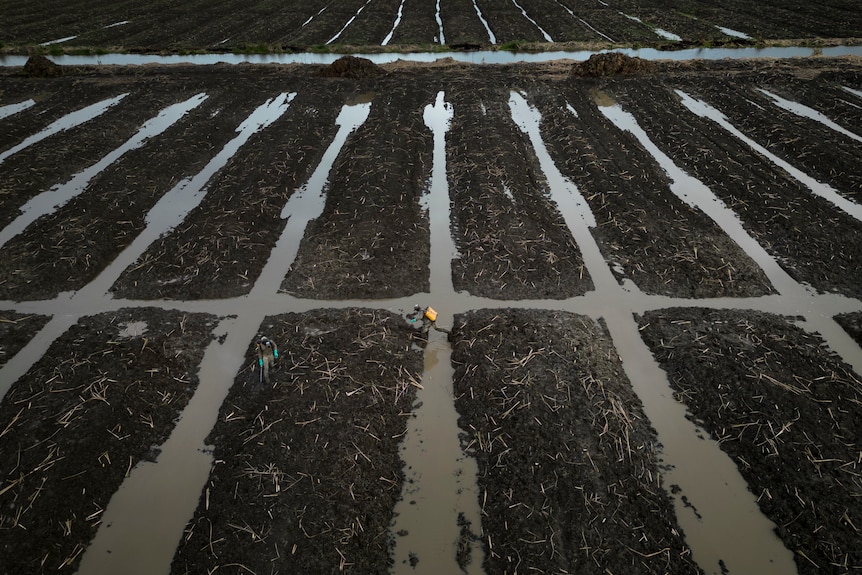 Rows of crops with water dividing rectangular sections. 